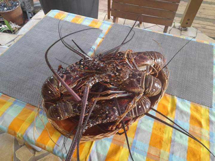 Langouste Martinique