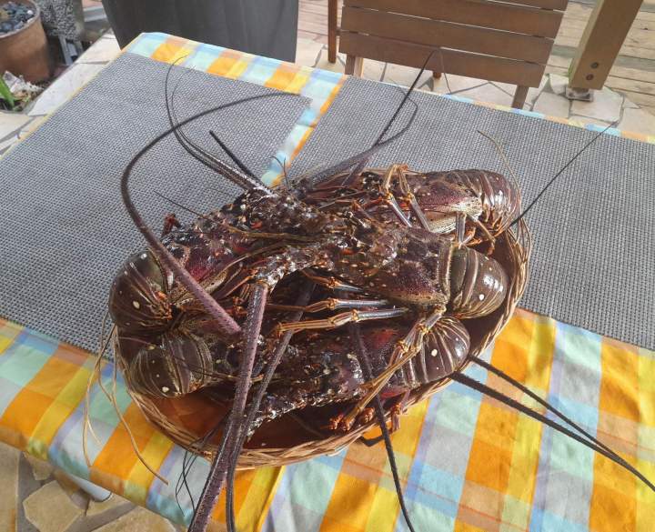 Langouste fraîche Martinique