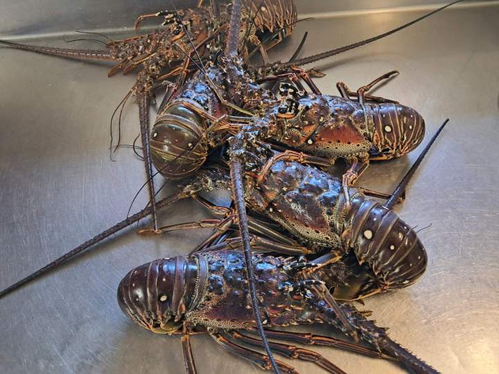 Langoustes vivantes Martinique