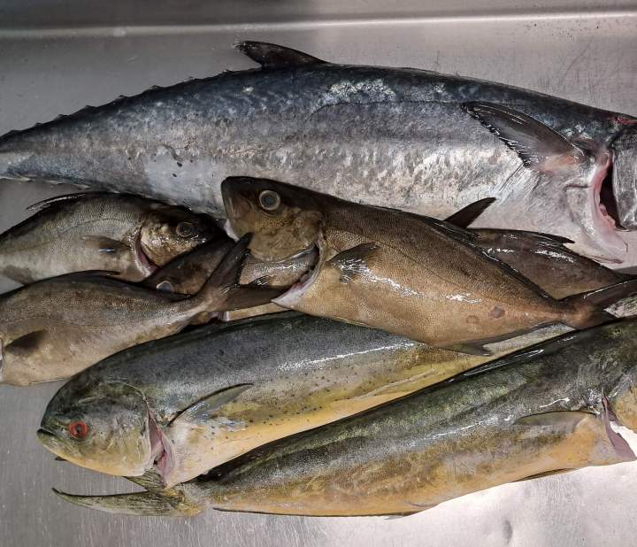 Poissons frais pêchés localement