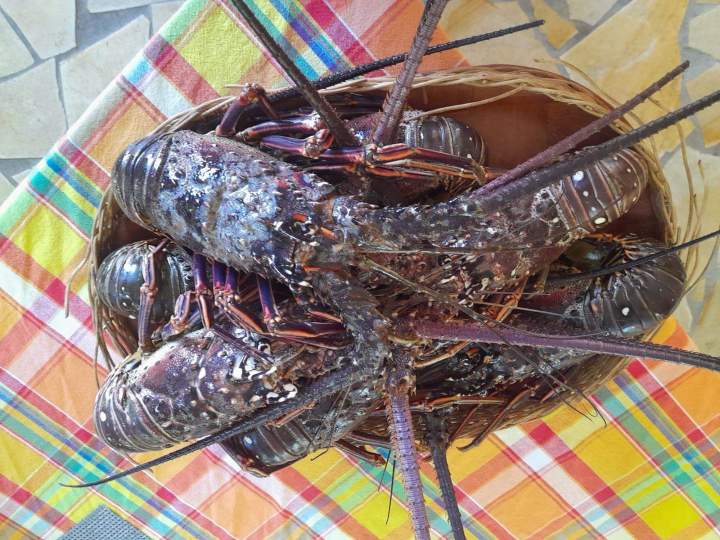 Langoustes fraîches et vivantes